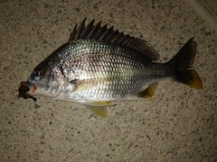 キビレの釣果