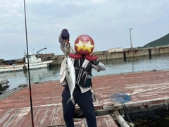 ハマチの釣果
