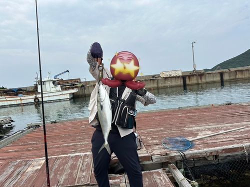 ハマチの釣果
