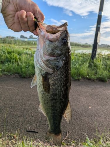 ラージマウスバスの釣果