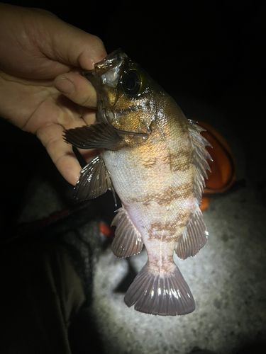 メバルの釣果