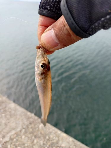 キスの釣果