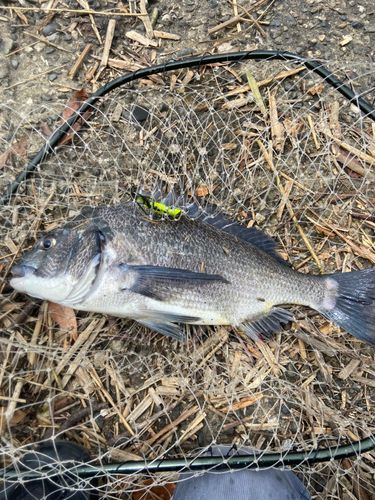 チヌの釣果
