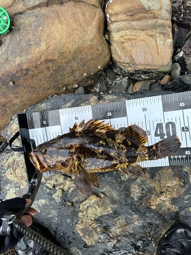 ベッコウゾイの釣果