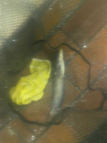 ナマズの釣果