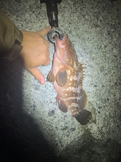 キジハタの釣果