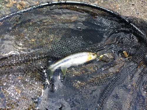 カワムツの釣果