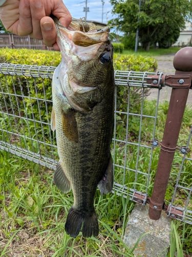 ラージマウスバスの釣果