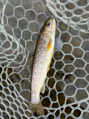 エゾイワナの釣果