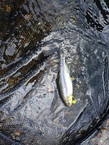 カワムツの釣果