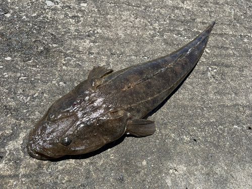 マゴチの釣果