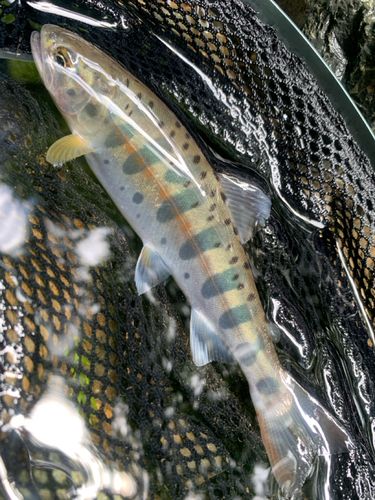 ヤマメの釣果