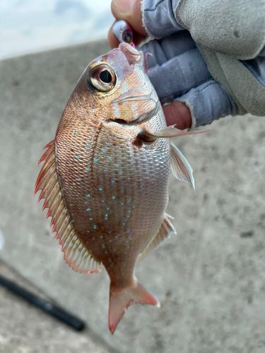 チャリコの釣果