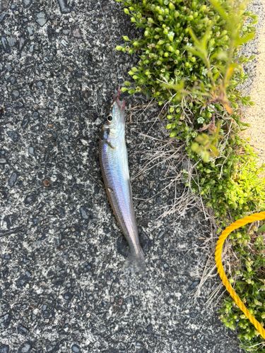 シロギスの釣果