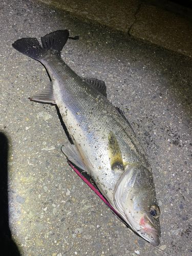 マルスズキの釣果