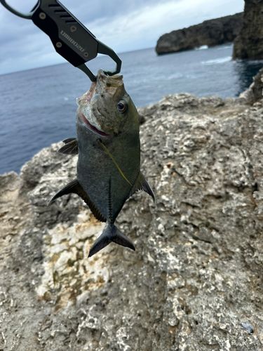 クロヒラアジの釣果