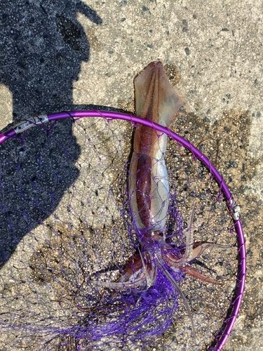ヤリイカの釣果