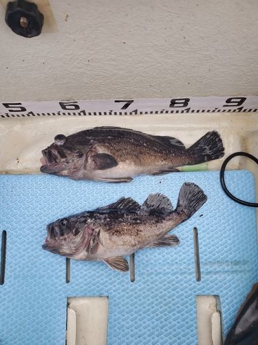 ソイの釣果