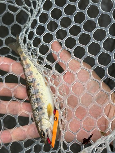 ヤマメの釣果