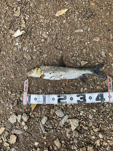 ニゴイの釣果