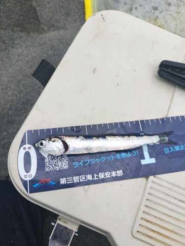 イワシの釣果