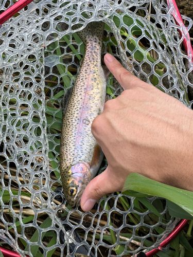 ニジマスの釣果