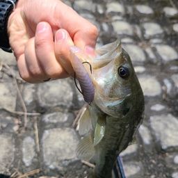 ラージマウスバス