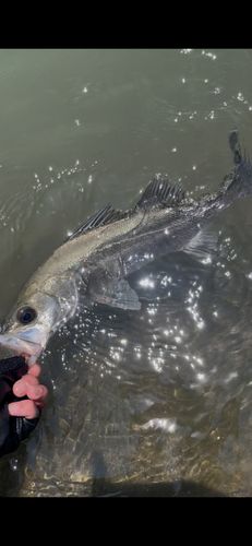 セイゴ（マルスズキ）