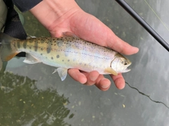 ヤマメの釣果