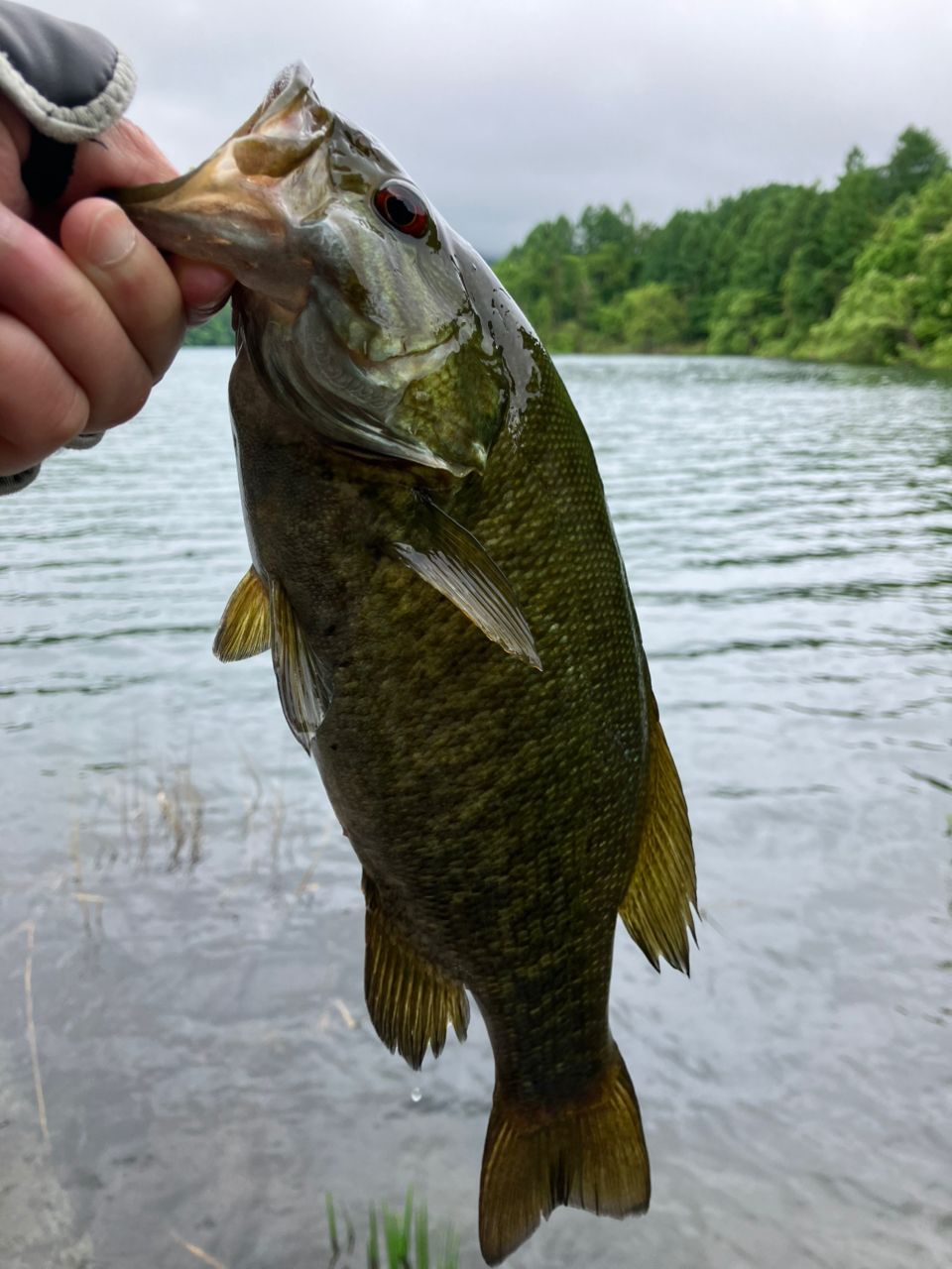 スモールマウスバス