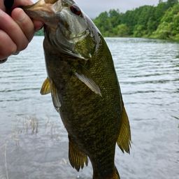 スモールマウスバス