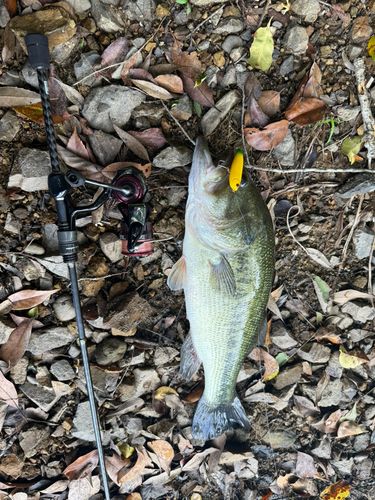 番匠川河口で釣れたブラックバスの釣り・釣果情報