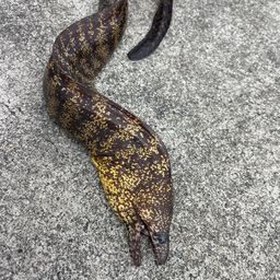 ウツボ