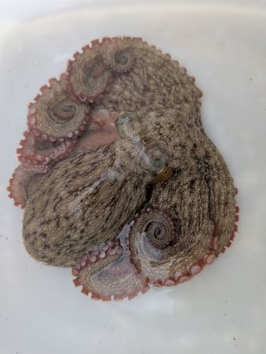 マダコの釣果