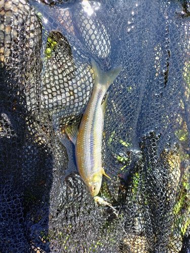 カワムツの釣果