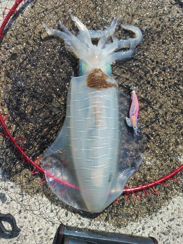アオリイカの釣果