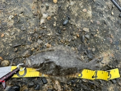 ヒラメの釣果