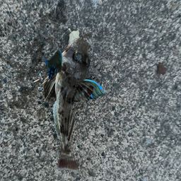 ホウボウ
