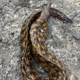 ウツボ