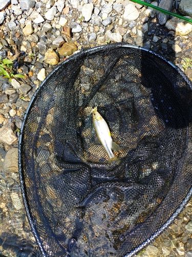 カワムツの釣果