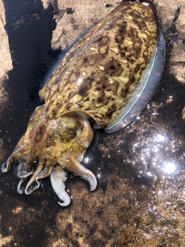 モンゴウイカの釣果