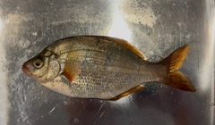 ウミタナゴの釣果