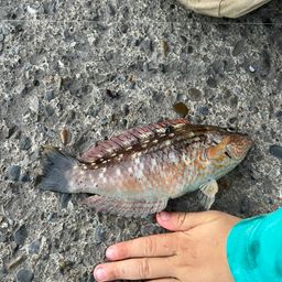 ホシササノハベラ