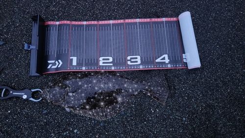ヒラメの釣果