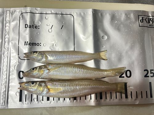 キスの釣果