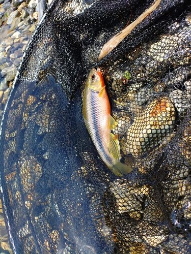 カワムツの釣果