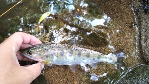 アマゴの釣果