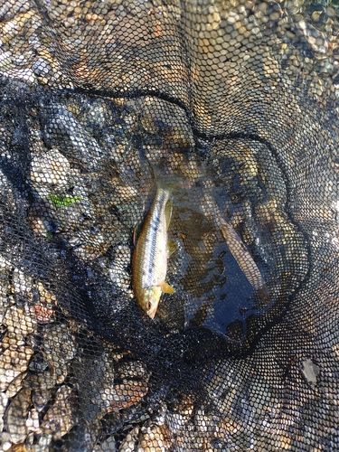 カワムツの釣果