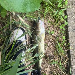 スモールマウスバス