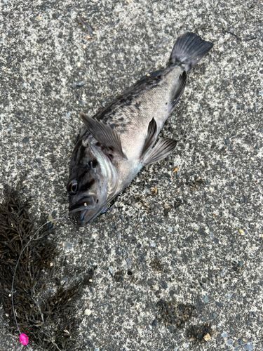 クロソイの釣果